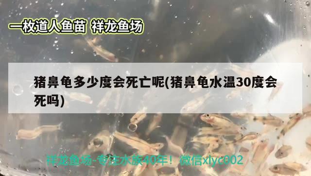 豬鼻龜多少度會死亡呢(豬鼻龜水溫30度會死嗎)