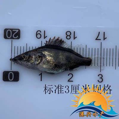 紅龍魚發色訣竅圖解視頻(紅龍魚發色過程圖解)