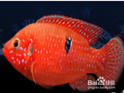 養(yǎng)紅龍魚多久換一次水：養(yǎng)紅龍魚多久換一次水，