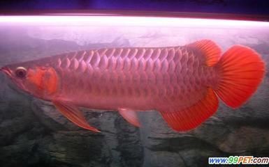紅龍魚燈光怎么擺放的：紅龍魚光照周期最佳設(shè)置，如何避免紅龍魚光照過度
