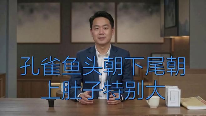 孔雀魚肚子很大,要警惕，《孔雀魚肚子很大，要警惕》