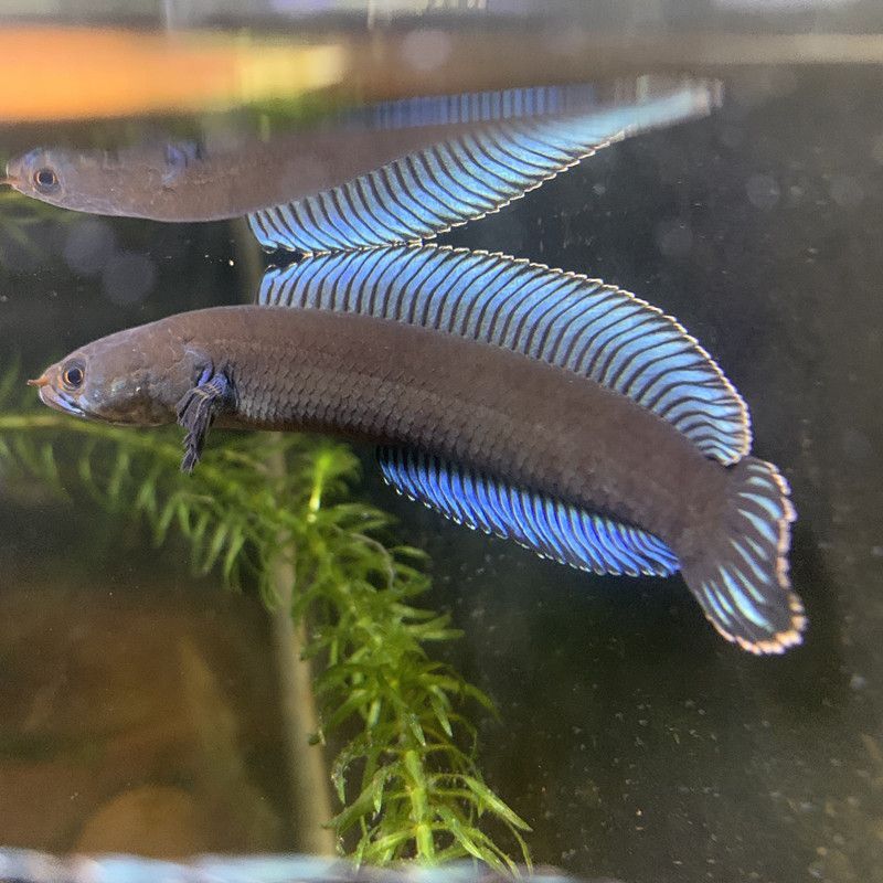 奶茶雷龍魚可以和什么魚混養