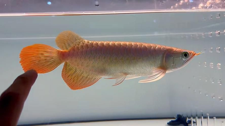 印尼賽級赤紅龍圖片，印尼賽級赤血紅龍驚艷寫真