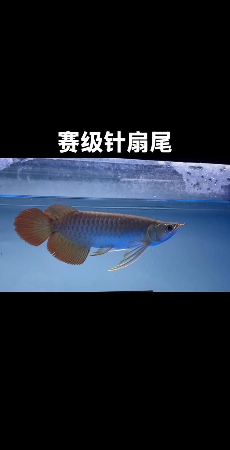 印尼賽級赤紅龍圖片，印尼賽級赤血紅龍驚艷寫真