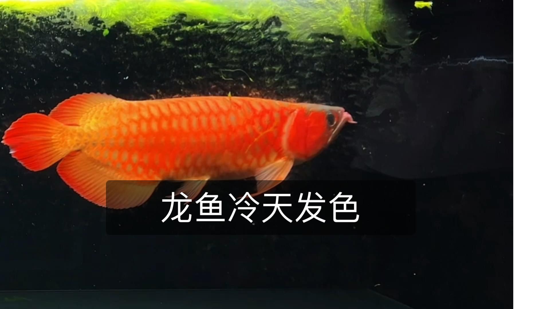 紅龍發色日常護理要點，《紅龍發色日常護理要點》