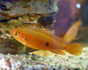 紅龍魚金龍魚銀龍魚價格：金龍魚、銀龍魚、紅龍魚價格一覽表