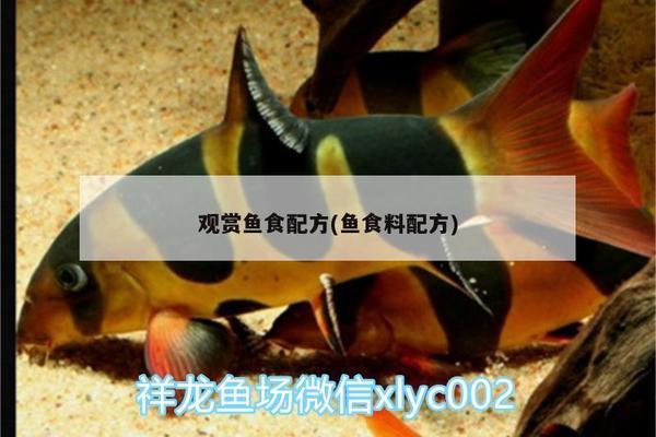 豬鼻龜為什么不吃食了呢(豬鼻龜最近一直不吃東西是怎么了?)