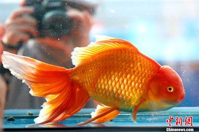 銀龍魚需要多少溫度(銀龍魚需要多少溫度養)