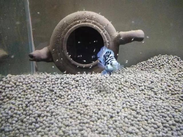 金龍魚吃虎魚嗎(黃金虎魚吃小魚嗎)