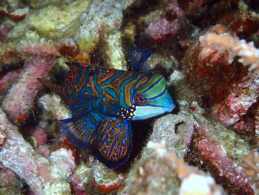 記錄一下停電狀態的虎魚金龍