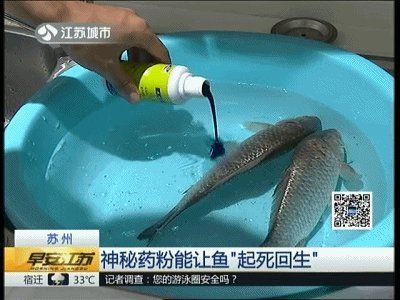 孔雀石綠治療魚爛身爛尾的劑量是多少？，孔雀石綠一噸水用法欣動研究所,讓魚起死回生神藥你會用嗎
