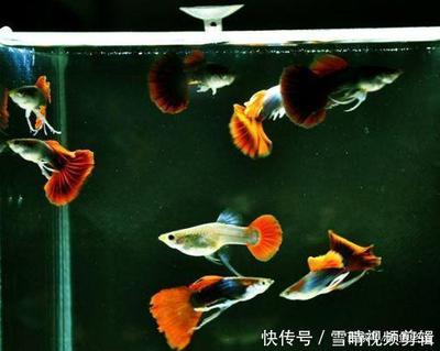 益生菌什么時候喝效果最佳(益生菌什么時候喝效果最佳大人)