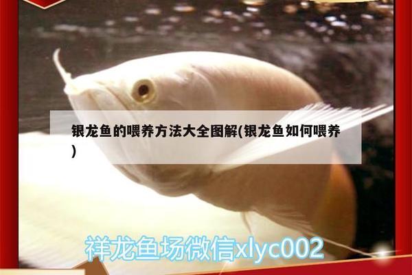銀龍魚掉尾是怎么回事(銀龍魚掉尾治療方法) 銀龍魚掉尾是怎么回事(銀龍魚掉尾治療方法) 銀龍魚百科 第2張