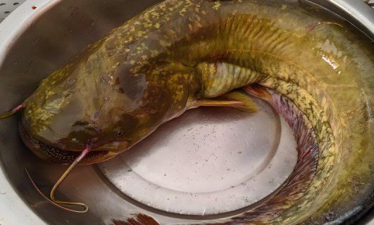 紅尾鯰魚可以吃嗎，如何辨別紅尾鯰魚是否新鮮
