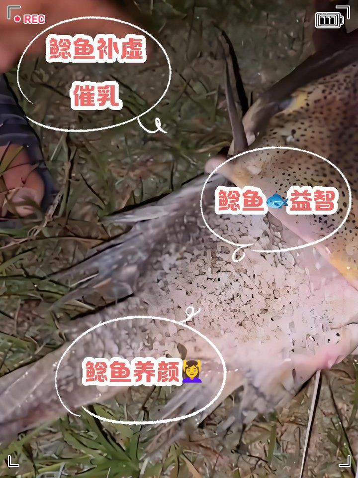 紅尾鯰魚可以吃嗎，如何辨別紅尾鯰魚是否新鮮