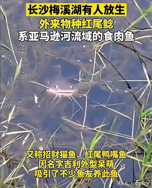 紅尾鯰魚可以吃嗎，如何辨別紅尾鯰魚是否新鮮