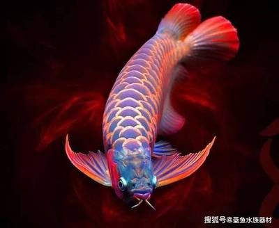 龍魚的素描（素描龍魚的畫法）