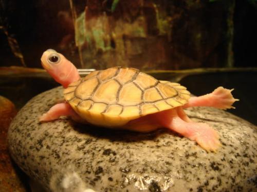 博特魚缸和森森魚缸那個好(博特魚缸和森森魚缸那個好些)