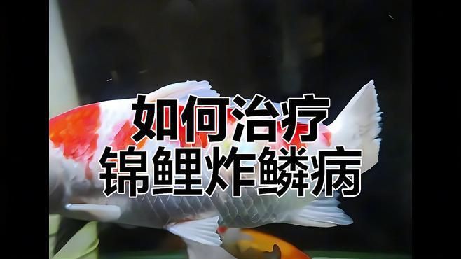 如何預(yù)防錦鯉炸鱗病的發(fā)生？，錦鯉炸鱗病嚴(yán)重威脅著錦鯉的健康做好預(yù)防工作至關(guān)重要