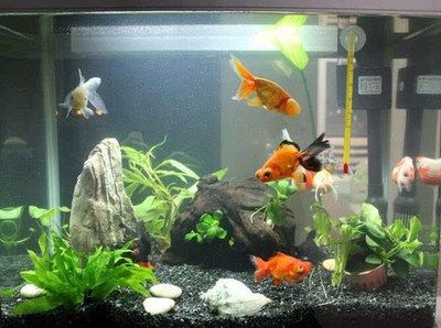 養魚數量與家居氣場的關系：養魚數量與家居氣場的關系是一個備受關注的話題