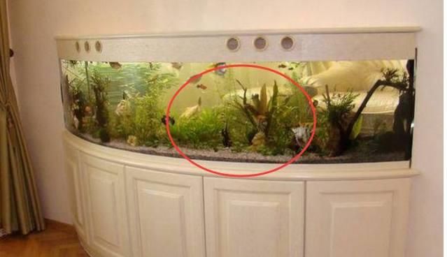 養魚數量與家居氣場的關系：養魚數量與家居氣場的關系是一個備受關注的話題