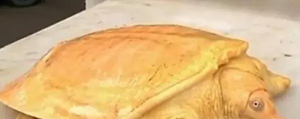 博特水泵衰減博特魚缸第三代怎么樣，博特水泵質量好嗎，博特水泵控制器一閃一閃怎么處理？