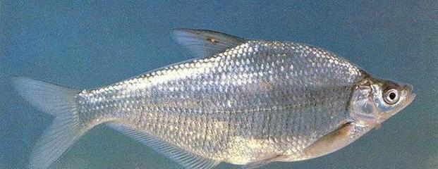 魚缸搬家后怎么重新使用呢圖片(請問魚缸搬家時里面的魚怎么處理)