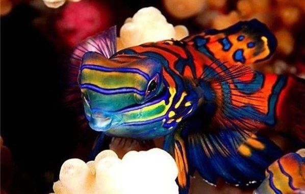 金龍魚和紅龍魚哪個(gè)長(zhǎng)的大一些：紅龍魚與金龍魚的區(qū)別