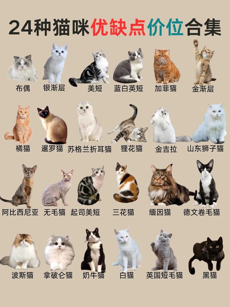 貓品種大全100種圖片，《貓品種大全100種圖片》