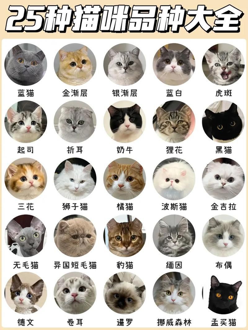 貓品種大全100種圖片，《貓品種大全100種圖片》