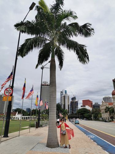 馬來西亞風車果樹圖片，萬物靜默如謎,馬來西亞風車果 馬來西亞風車果樹圖片，萬物靜默如謎,馬來西亞風車果 龍魚百科 第15張