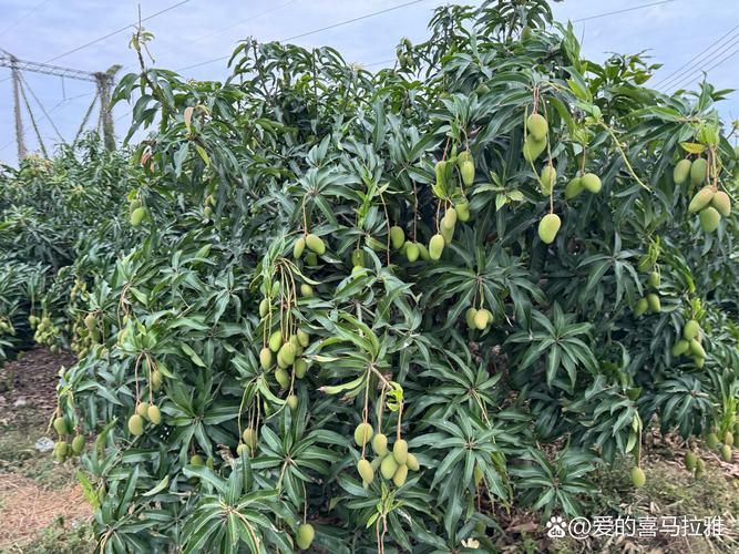 馬來西亞風車果樹圖片，萬物靜默如謎,馬來西亞風車果 馬來西亞風車果樹圖片，萬物靜默如謎,馬來西亞風車果 龍魚百科 第12張