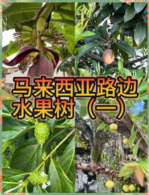 馬來西亞風車果樹圖片，萬物靜默如謎,馬來西亞風車果 馬來西亞風車果樹圖片，萬物靜默如謎,馬來西亞風車果 龍魚百科 第2張