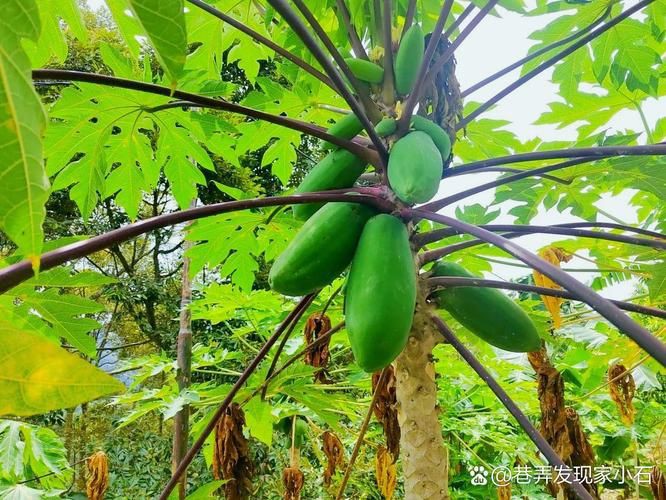 馬來西亞風車果樹圖片，萬物靜默如謎,馬來西亞風車果 馬來西亞風車果樹圖片，萬物靜默如謎,馬來西亞風車果 龍魚百科 第23張
