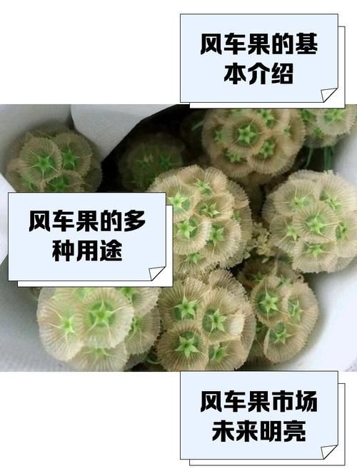 馬來西亞風車果樹圖片，萬物靜默如謎,馬來西亞風車果 馬來西亞風車果樹圖片，萬物靜默如謎,馬來西亞風車果 龍魚百科 第4張