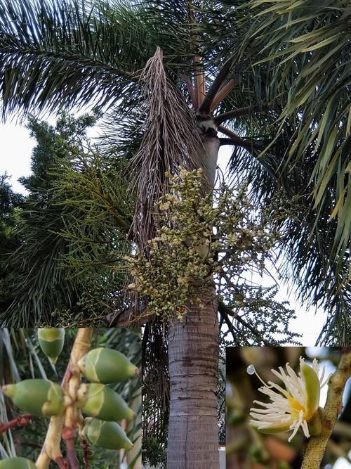 馬來西亞風車果樹圖片，萬物靜默如謎,馬來西亞風車果 馬來西亞風車果樹圖片，萬物靜默如謎,馬來西亞風車果 龍魚百科 第6張
