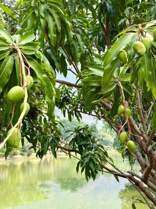 馬來西亞風車果樹圖片，萬物靜默如謎,馬來西亞風車果 馬來西亞風車果樹圖片，萬物靜默如謎,馬來西亞風車果 龍魚百科 第20張