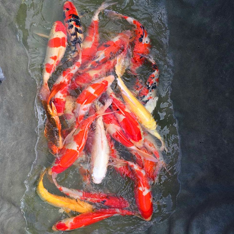 淄博魚缸廠家直銷價格查詢表大全(淄博魚缸市場在哪里)