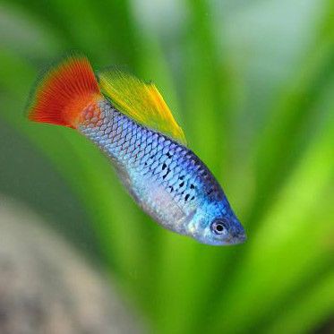 牡丹魚圖片大全大圖，牡丹魚是一種極具觀賞價值的魚類