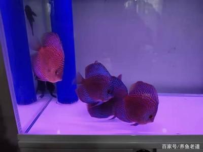 龍魚的飼料魚能吃嗎有毒嗎