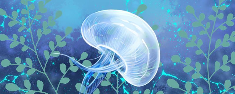 銀龍魚不吃怎么辦(銀龍魚不吃食怎么辦)