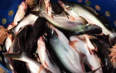 淘寶買觀賞魚死掉了，不退款平臺(tái)介入失敗怎么辦？