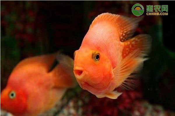 玻璃魚缸水垢清除妙招：如何清除魚缸水垢