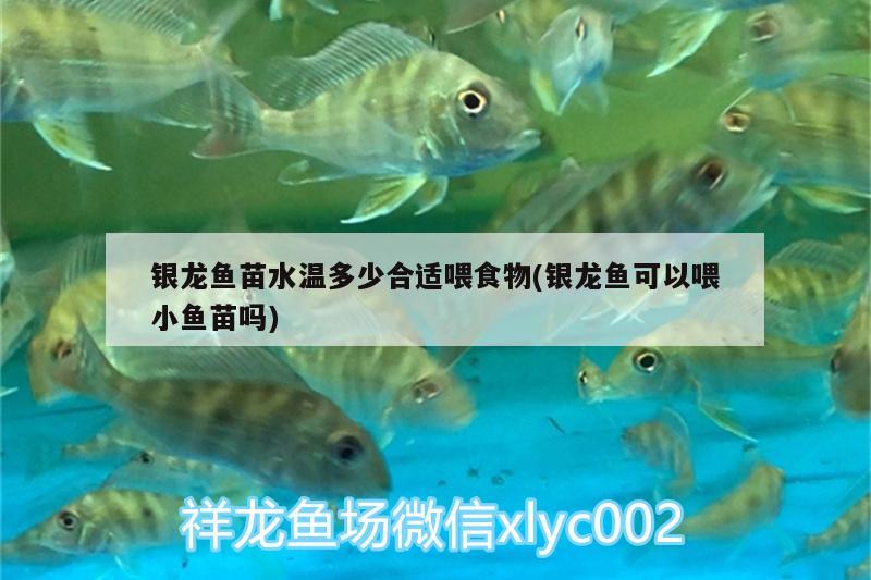 銀龍魚苗水溫多少合適喂食物(銀龍魚可以喂小魚苗嗎)