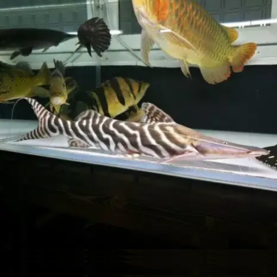 魚缸牌子排名榜前十（魚缸牌子排名榜前十名有哪些）