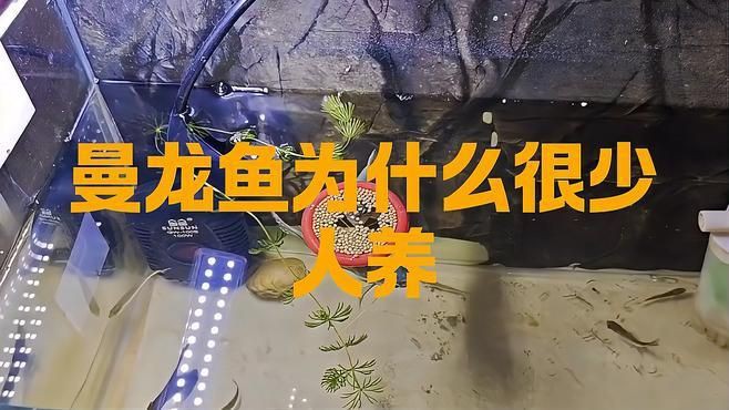曼龍魚在觀賞魚市場(chǎng)的現(xiàn)狀如何？，為什么很少人養(yǎng)萌寵保姆曼龍魚