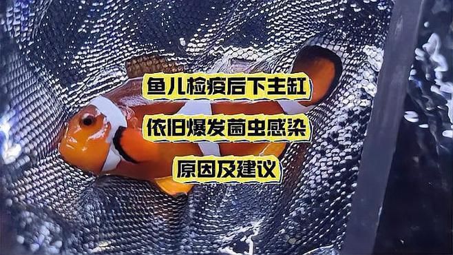 如何預(yù)防海水魚細(xì)菌感染？，《如何預(yù)防海水魚細(xì)菌感染》