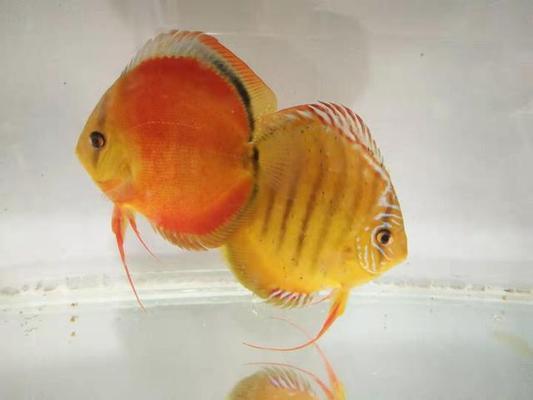 博特魚缸f系列，博特k款魚缸尺寸