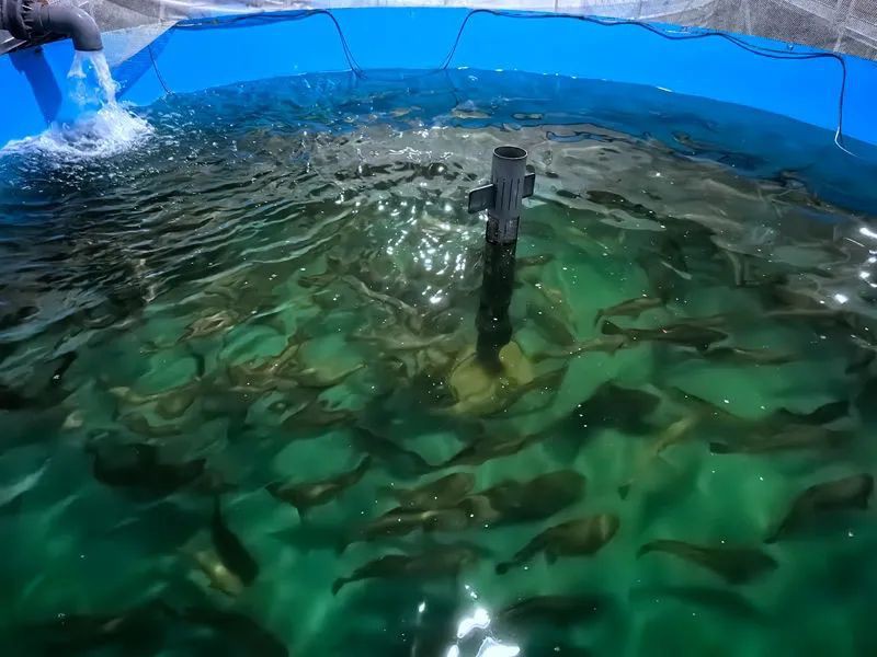 日喀則地區龍魚店，日喀則地區有水族市場嗎