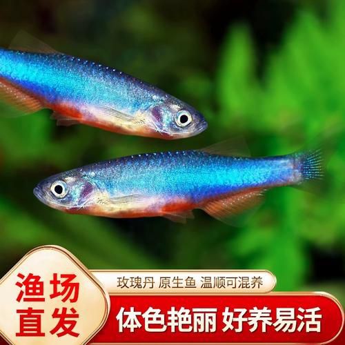玫瑰丹魚圖片，玫瑰丹是個什么魚
